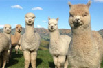 ALPACA FARM TOURS - Akaroa