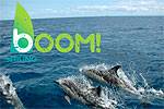 BOOM SAILING - WHITIANGA