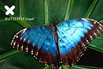 BUTTERFLY CREEK - Auckland Airport