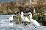 DRIFTWOOD ECO-TOURS - Marlborough