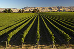 JADE TOURS - Marlborough