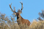 NZ TROPHY SAFARIS - Canterbury