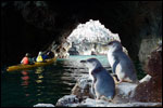 POHATU PENGUINS - Akaroa, Banks Peninsula