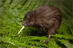 RAINBOW SPRINGS - Rotorua