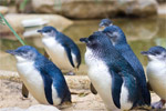 BLUE PENGUINS PUKEKURA - Dunedin